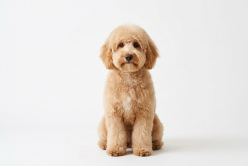 dog grooming