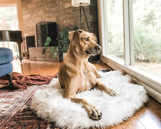 A brown dog resting on a plush white faux fur orthopedic philozoic dog bed in a cozy living room setting.